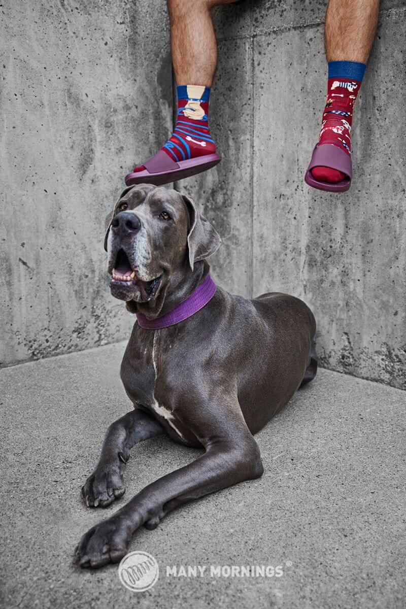 Walkie Doggie - Image 2
